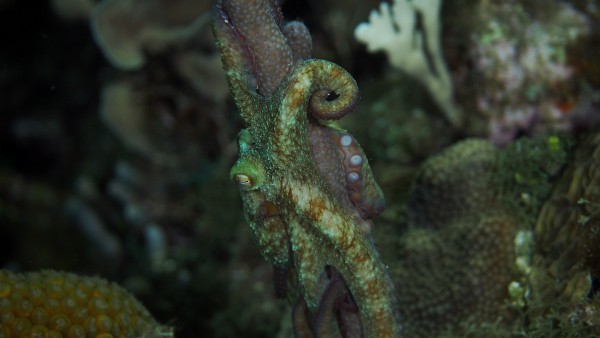 Octopi by Michael Brown